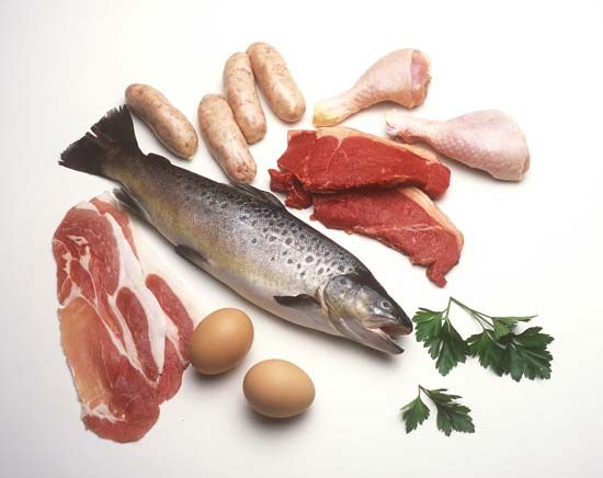 食品和营养:蛋白质
