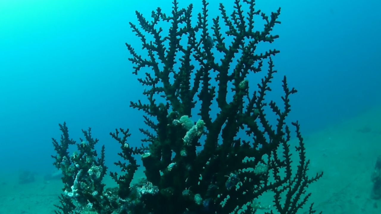 继承的珊瑚礁