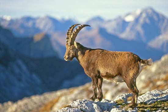 阿尔卑斯山脉:野山羊