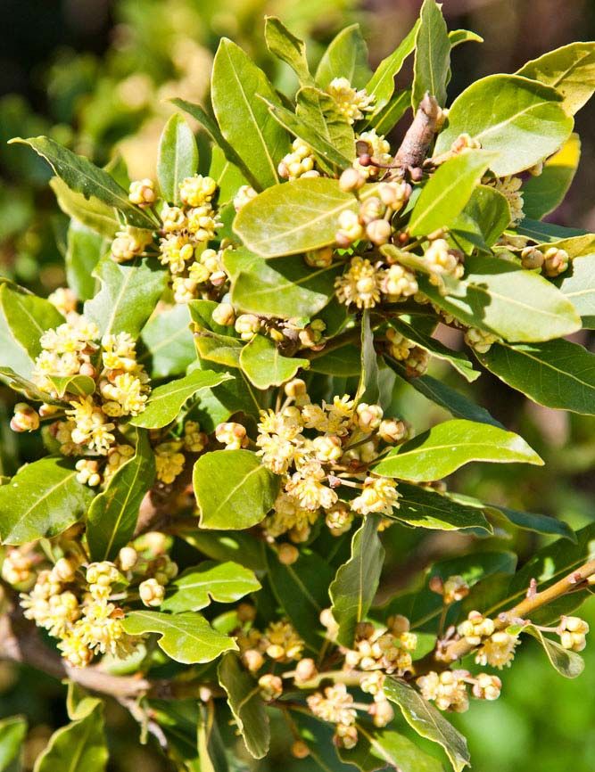 加利福尼亚月桂 树 大不列颠yabo亚博网站首页手机 Yabo亚博官网