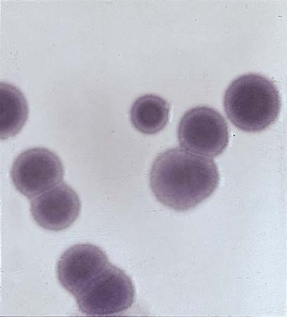 细菌:色素细菌violaceum
