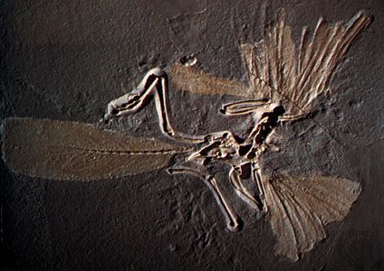 化石:<我>“始祖鸟”< / i >