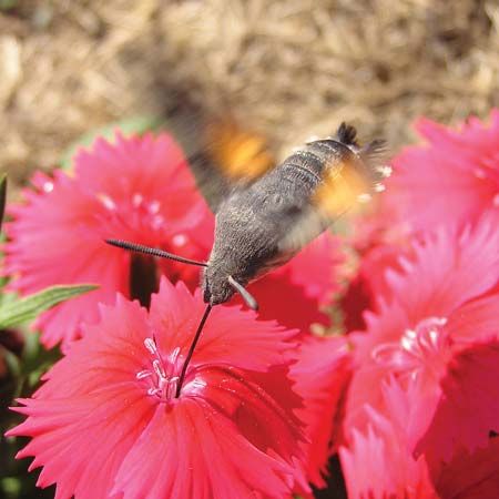共生:蜂鸟蛾和花