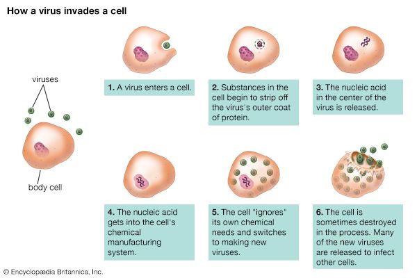 通过细胞入侵病毒:病毒繁殖