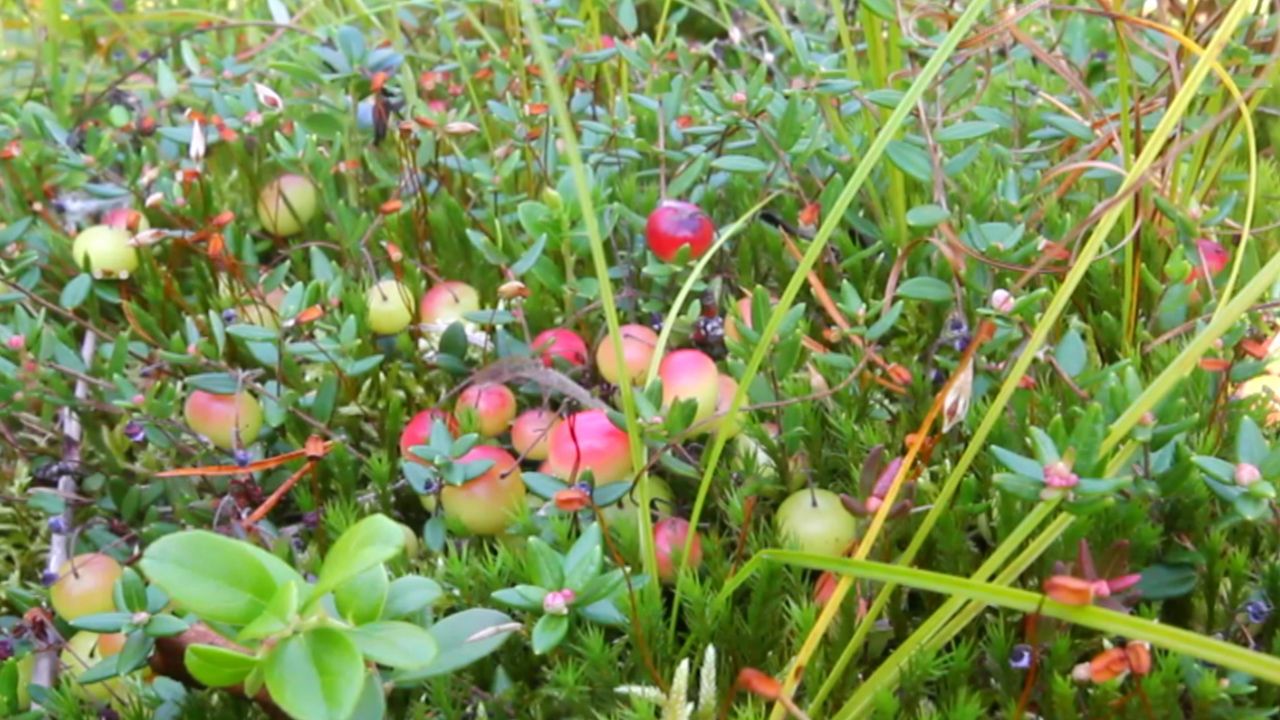 如何种植蔓越莓沼泽解释 大英百科全书yabo亚博网站首页手机 Yabo亚博官网 如何种植蔓越莓沼泽解释 大英百科全书yabo亚博网站首页手机 Yabo亚博官网