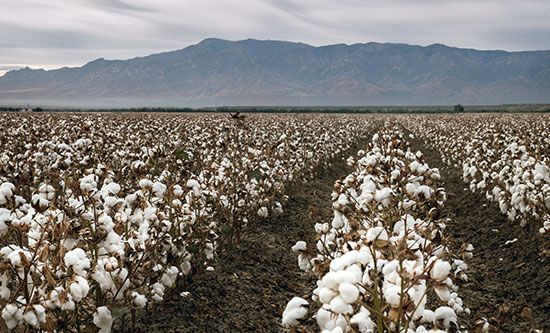 亚利桑那州:棉花种植