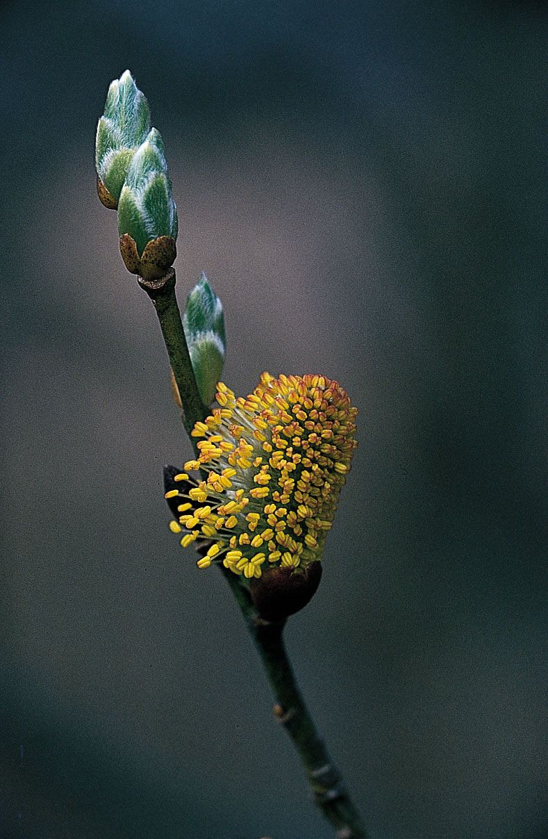 柳 植物属yabo亚博网站首页手机不列颠 Yabo亚博官网