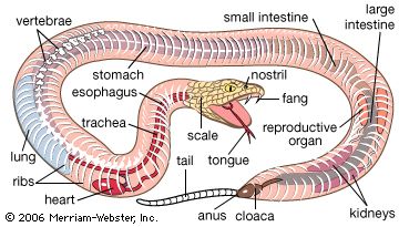 蛇:蛇的解剖学