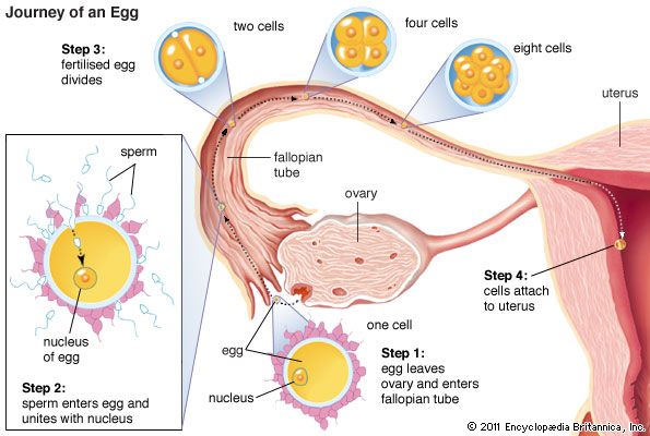 卵巢:旅行和受精的鸡蛋