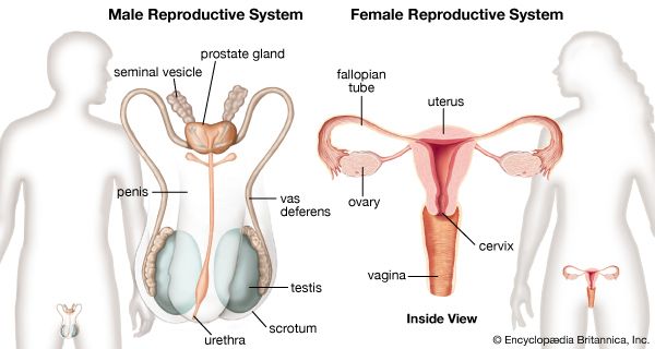 生殖系统:女性和男性生殖系统