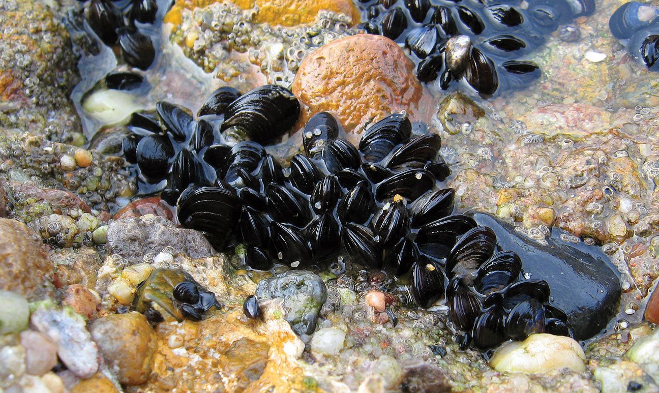 贻贝 Mollusk Yabo亚博网站首页手机不列颠 Yabo亚博官网