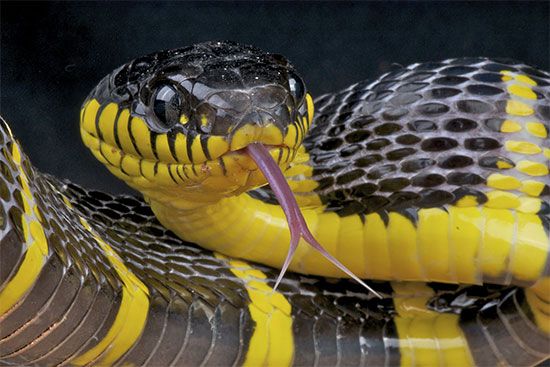 蛇:舌头