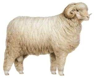 朗布依埃羊:羊