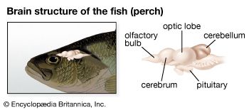鲈鱼:鱼的大脑