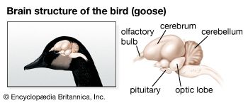 鸟:鹅的大脑