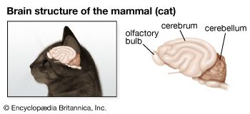 嗅球:猫的大脑