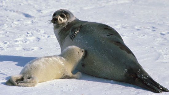 哺乳动物:护理格陵兰海豹