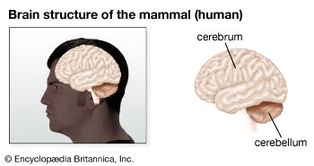 脑干:人类大脑