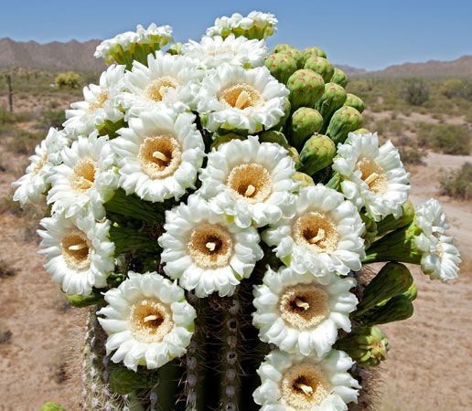 亚利桑那州州花