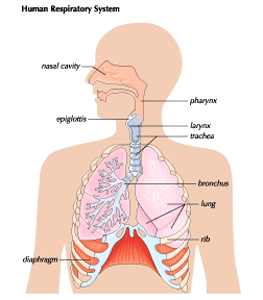鼻腔:人类的呼吸系统