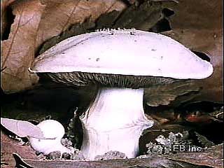 蘑菇:蘑菇新兴从地面