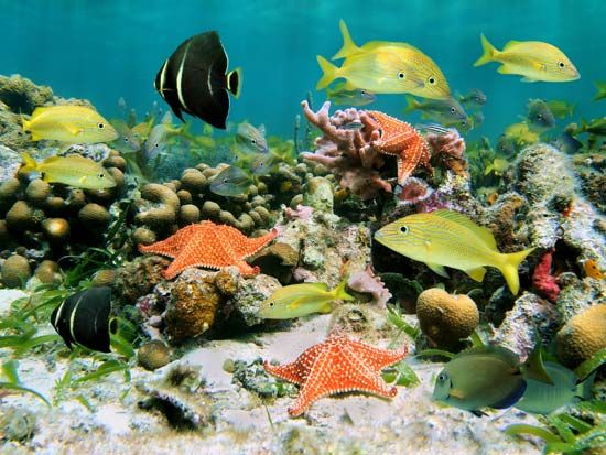 生物多样性:海洋生物