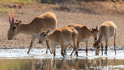 濒危物种:塞加羚羊