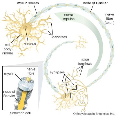 神经系统:神经元