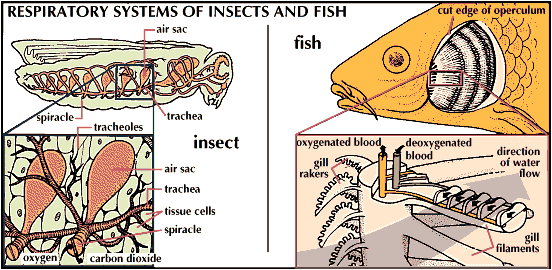 泵机制:昆虫和鱼的呼吸系统