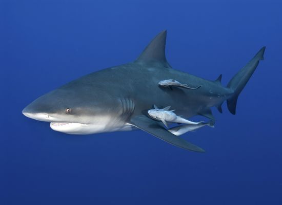 共生:鲨鱼和障碍物