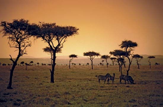 稀树大草原:肯尼亚大草原日落