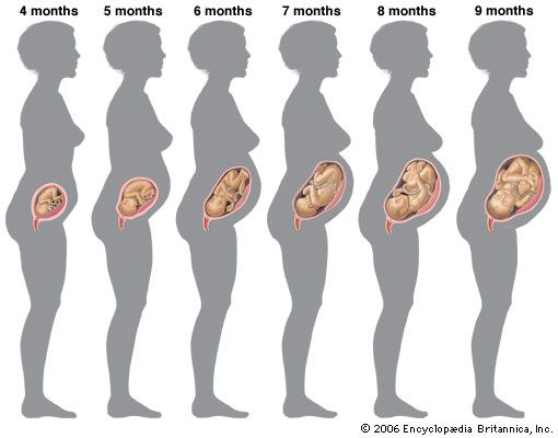 怀孕:怀孕和胎儿发育