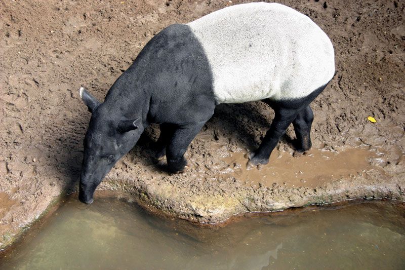 马来貘 哺乳动物 大英百科全书yabo亚博网站首页手机 Yabo亚博官网