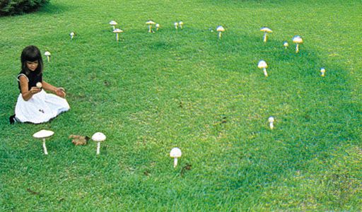 蘑菇:仙女环