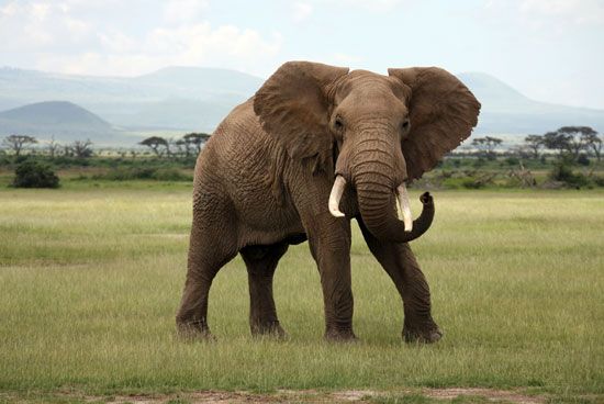 大象:非洲象