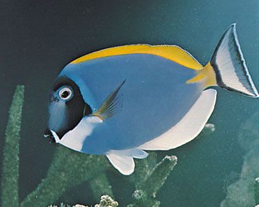 鱼:热带鱼的一种