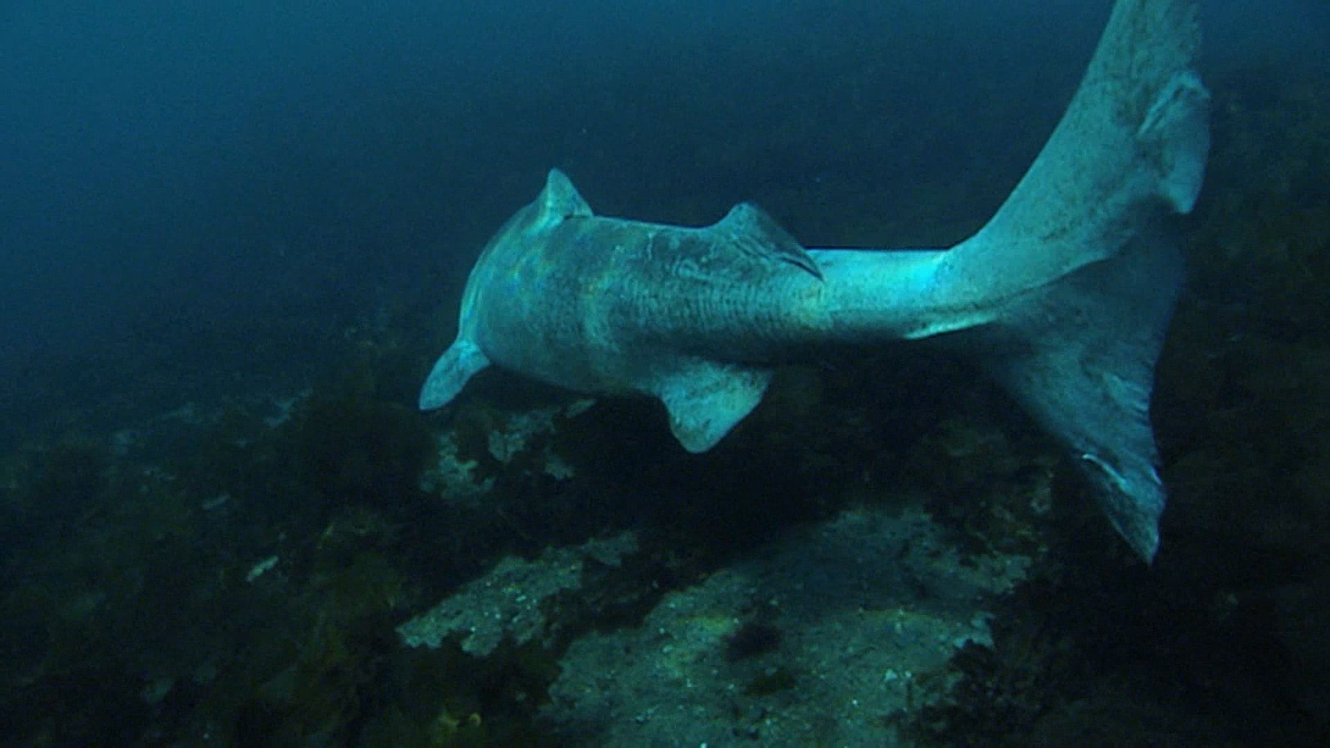 鲨鱼:格陵兰鲨鱼