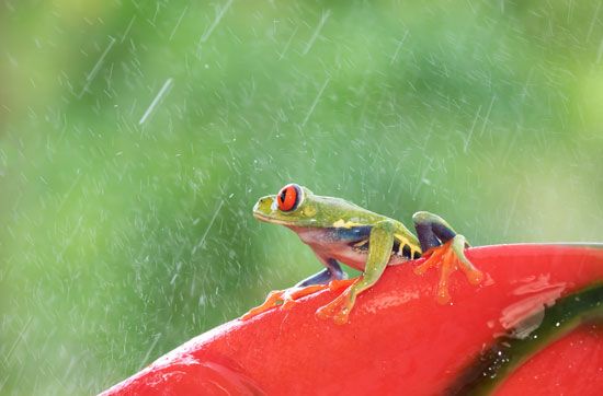 在雨中树蛙:树蛙