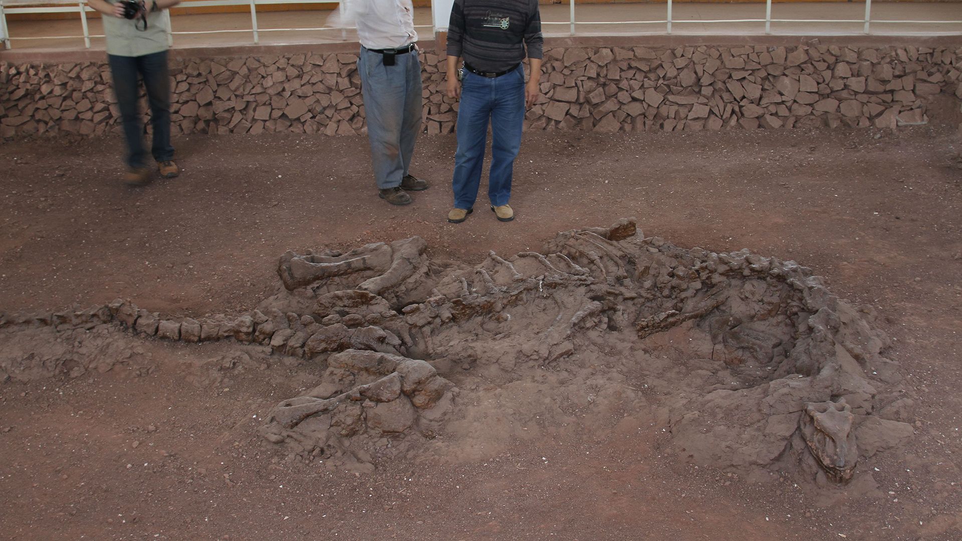 看到的样品可能是软组织中发现Lufengosaurus从侏罗纪化石