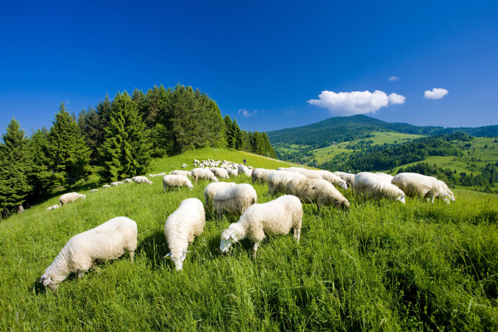 羊是家畜的一个例子