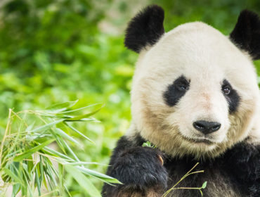 熊猫濒危的动物